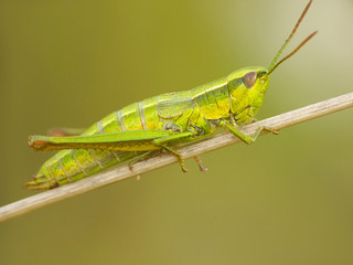 Grasshopper on stalk of grass