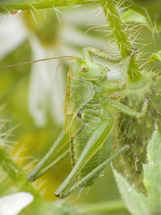 Grasshopper on poppy seed