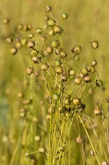 Champ de lin en graine, après la floraison