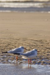 Mouettes sur la plage de Berck-sur-mer (Côte d'Opale)