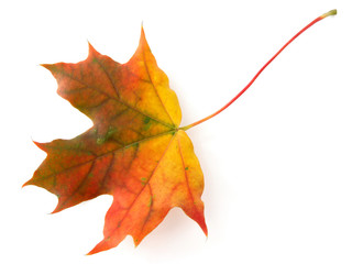 maple autumnal leaf