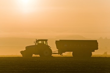 Fototapeta premium Récolte et arrachage des betteraves sucrières