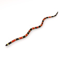 coral snake