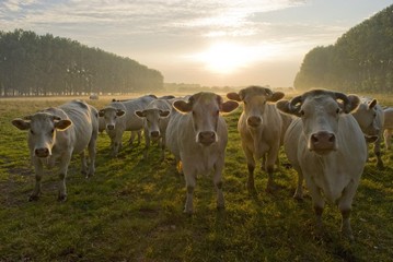 Vaches charolaises en pâture au petit matin