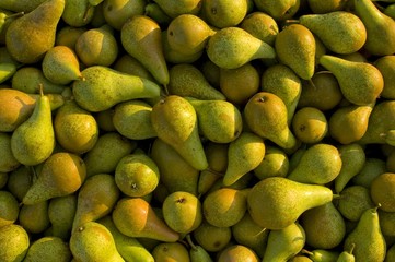 La récolte des poires au Domaine de Moismont