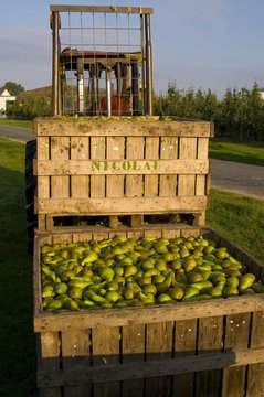 La r&eacute;colte des poires au Domaine de Moismont