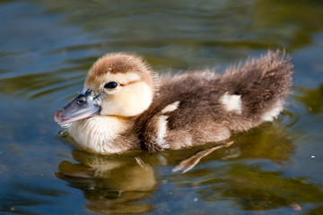 Small Duck