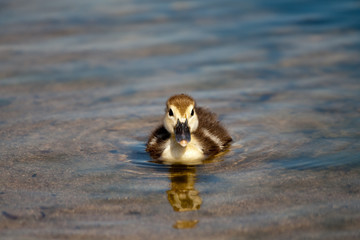 Small Duck