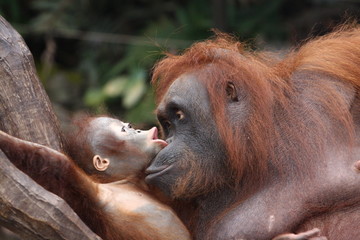 Fototapeta premium Matka orangutana z dzieckiem