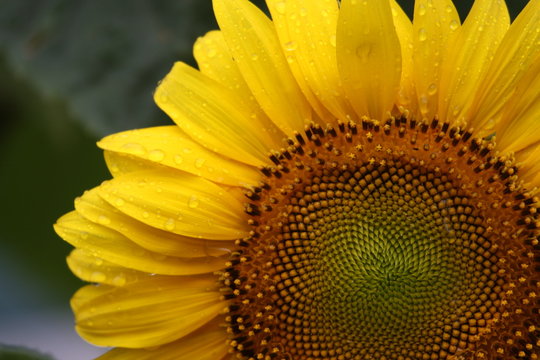 Wassertropfen auf Sonnenblume