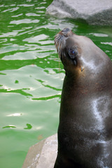 Obraz premium South american sea lion portrait