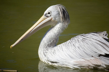 france; faune : pélican
