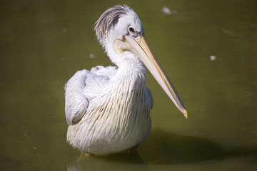 france,faune,oiseau : pélican