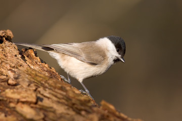 Sumpfmeise - Poecile palustris