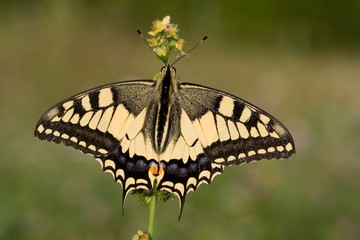 Schwalbenschwanz - papilio machaon