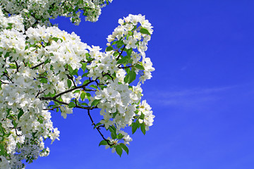 flowerses to aple trees