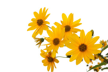 Naklejka premium daisy