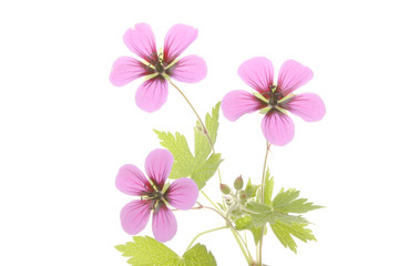 Geranium
