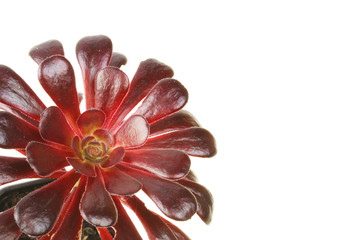 Black Aeonium