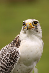 Portrait of a peregrine falcon