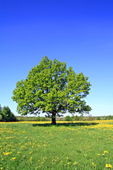 oak on field