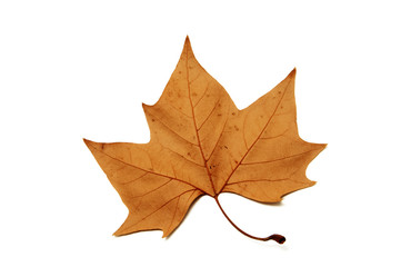 Obraz premium leaf