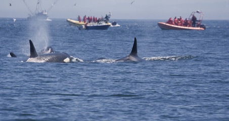 People in Boats watching Killer Whales