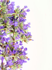lavender on white