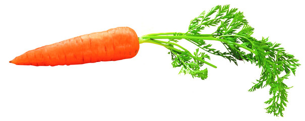 fresh carrot