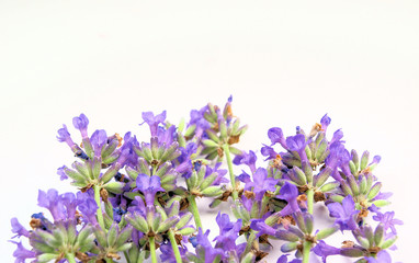 lavender on white