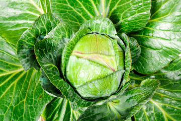 Obraz premium Cabbage close-up