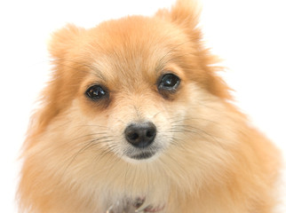 Obraz premium spitz
