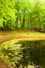 Fototapeta premium summer landscape: lake in the forest