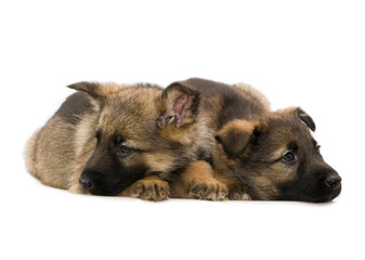 German shepherds puppys isolated
