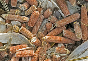 corn field close-up after harvest