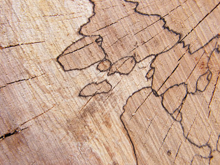 Fototapeta premium Pile of wooden logs in the courtyard