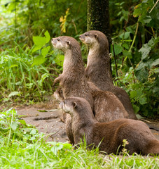 Pack of Otters