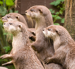 Curious Otters