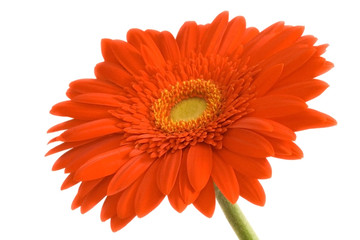 Gerbera