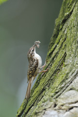 Short-toed  Treecreeper   grimpereau