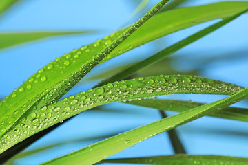 green grass with raindrops