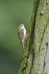 Grimpereau des bois Short-toed Treecreeper