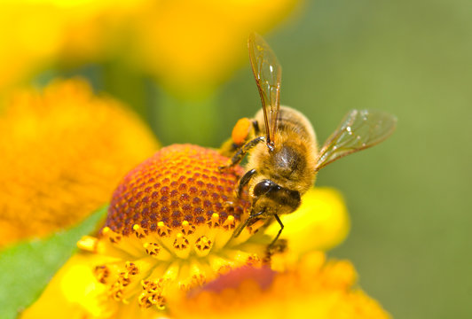 a small bee on the yellow flower