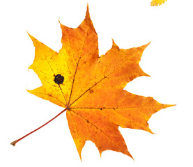 autumn leaves isolated on white background