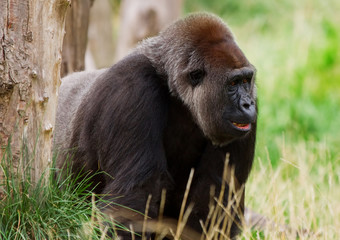 male silverback gorilla