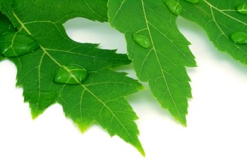 Leaf with water drops