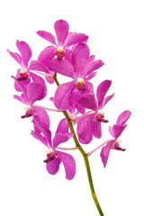 Fototapeta na wymiar Stem of purple orchids isolated on white background