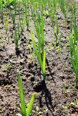 spring onions