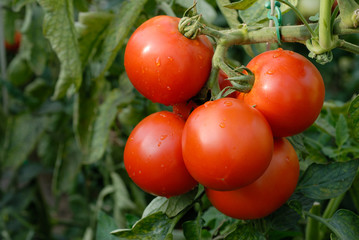 red tomato