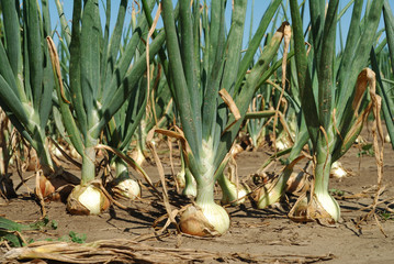 onions